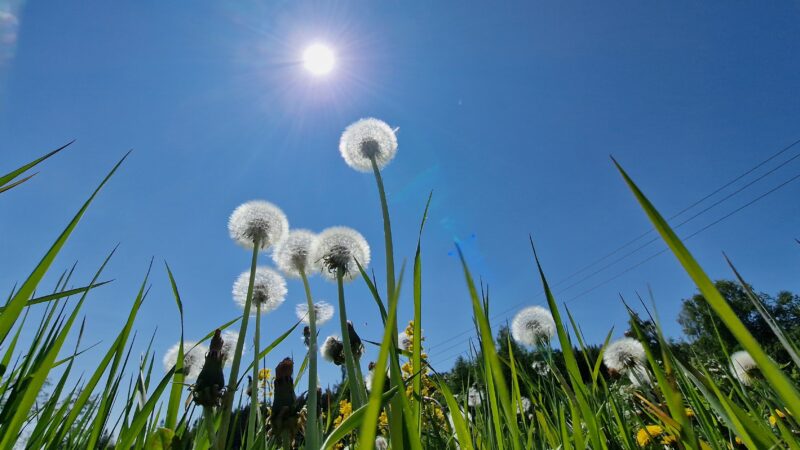 Løvetann og blå himmel