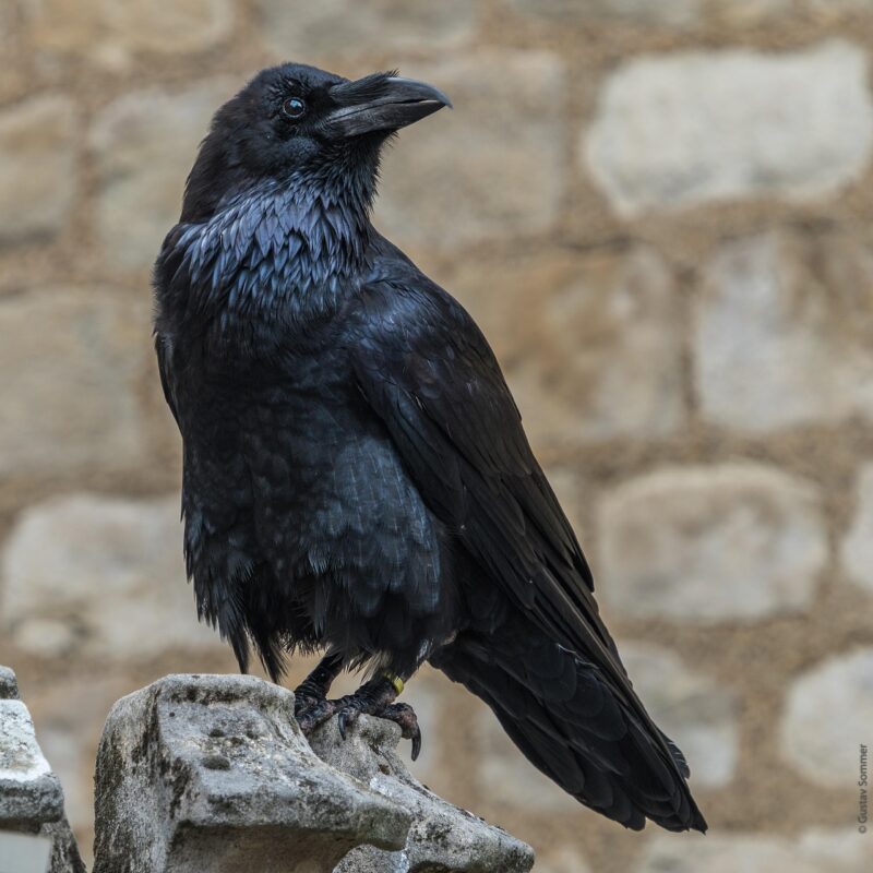 Ravn