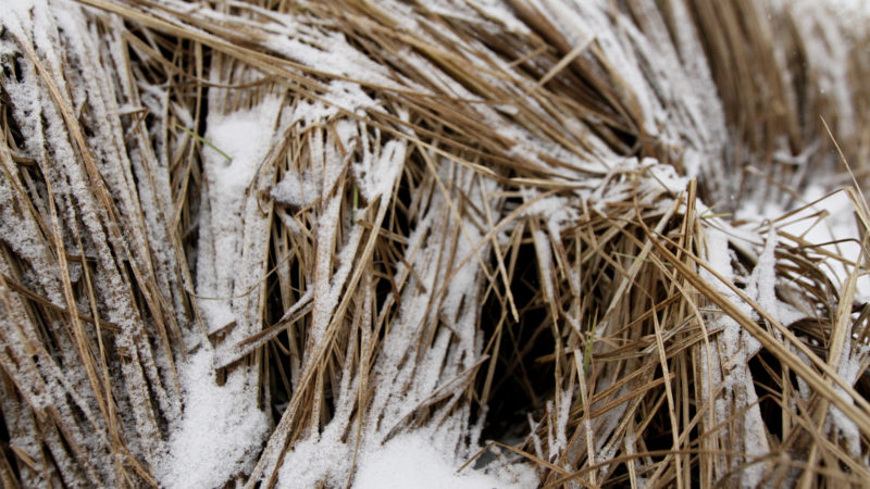 Høy dekket av snø