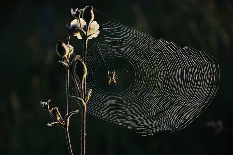 Spindelvev